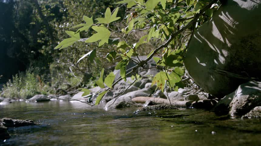 A stream of water flows over small stones tree branches with green leaves hang over the water a large round rock sits on the bank a dense cluster of trees fills the background the sunlight bright the scene