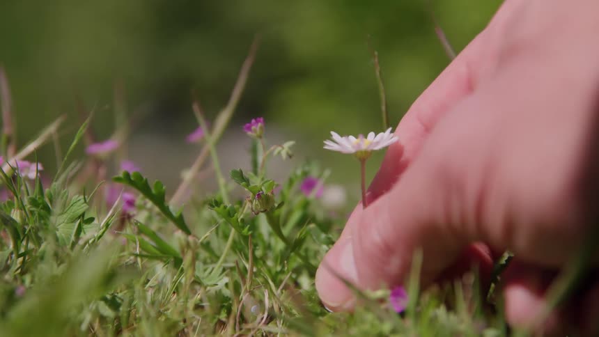 A hand picks atiny daisy in grass at ground level in a sunny yard