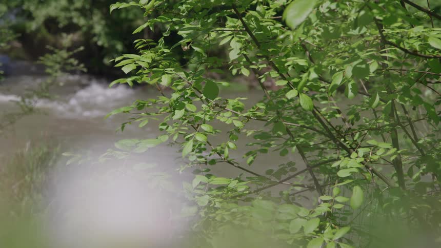 Sunlit green leaves sway in slow motion on their branches as a fastflowing river churns and rushes past in the softfocus background