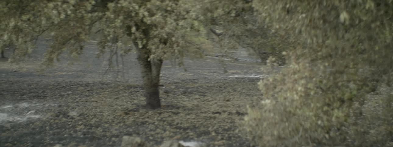 Trees are shown in the fall