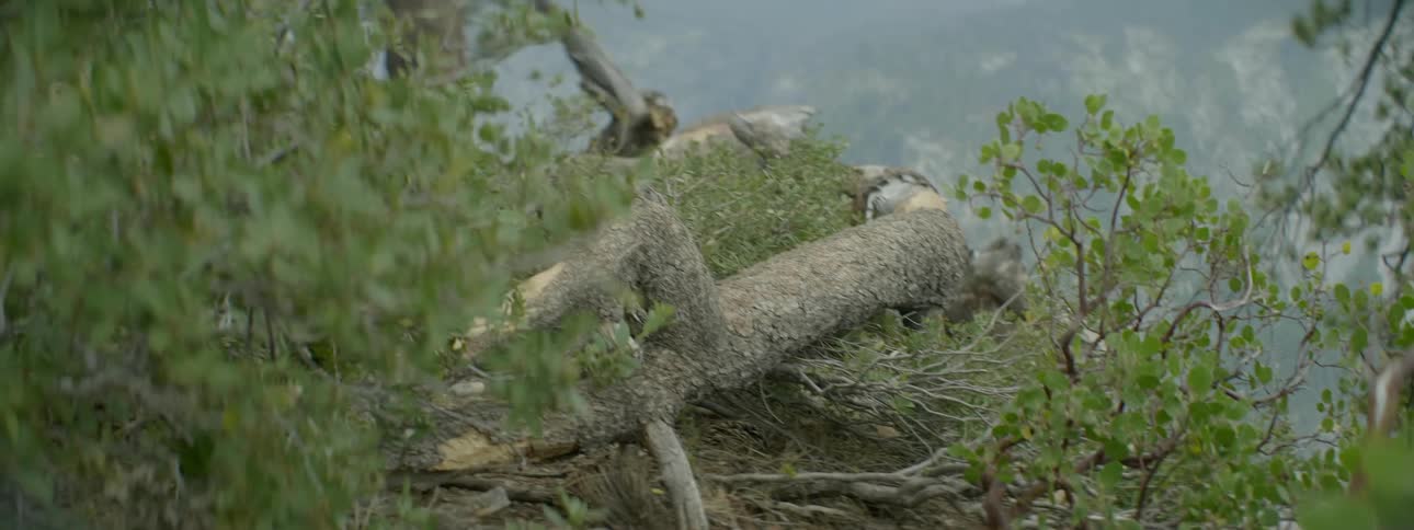 Branches and logs line the side of this cliff