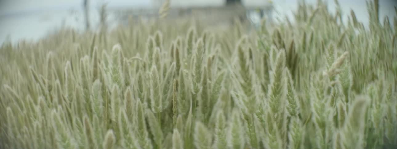 Grass blows in the wind