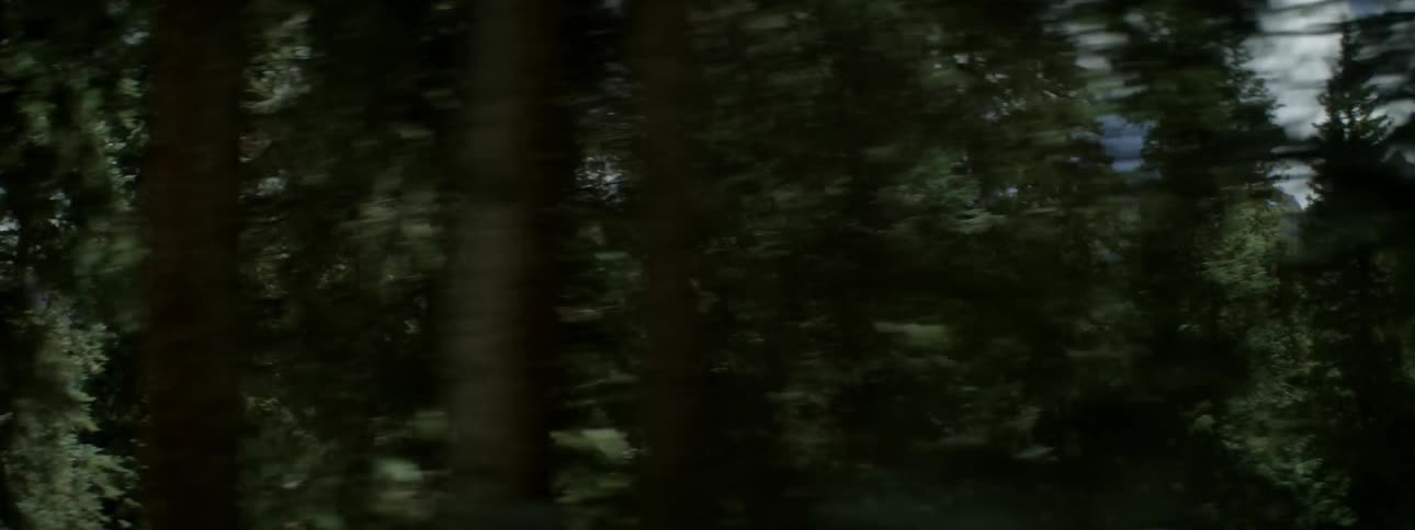 Traveling past green trees in dense forest on cloudy day