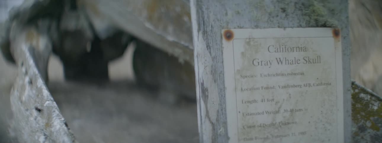 A gray whale skull marked with a sign