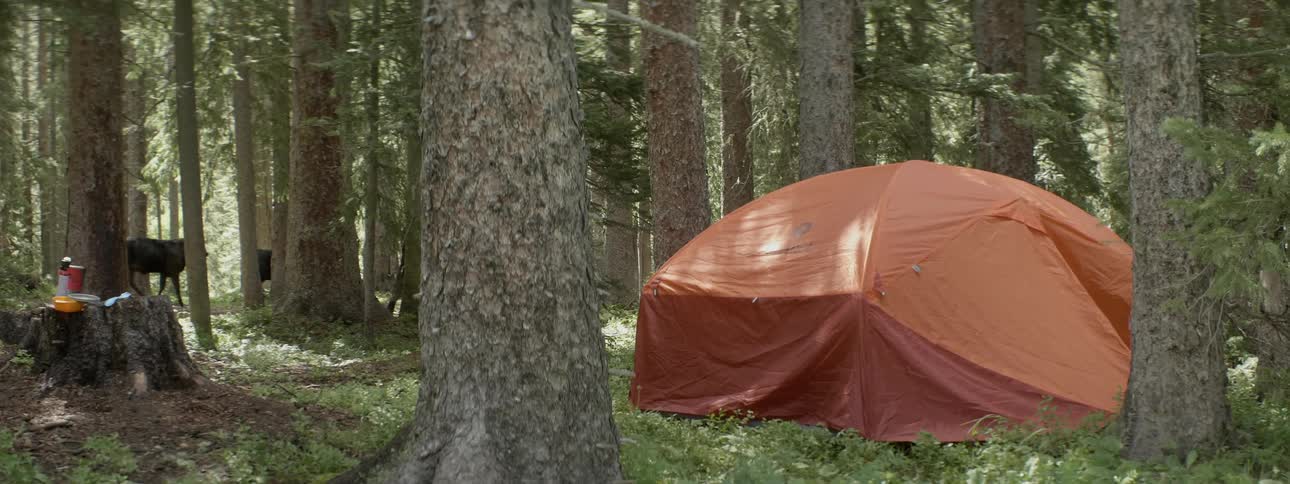 Cows walk over to a tent in the woods