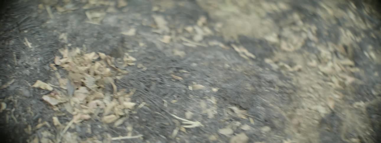 Close up of dead leaves and dirt