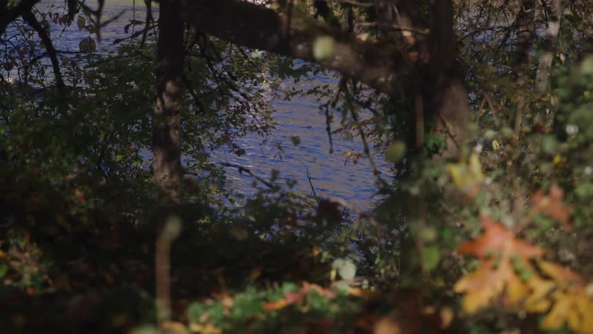 A bright blue river flows in the background viewed through a natural opening framed by dark trees and foliage on the shore