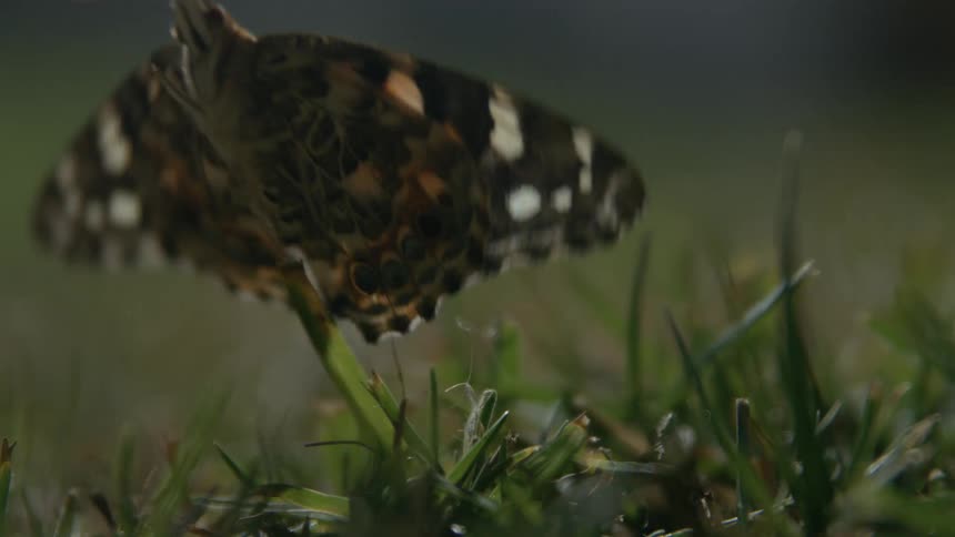 A butterfly rests on the grass outdoors at midday then suddenly takes flight