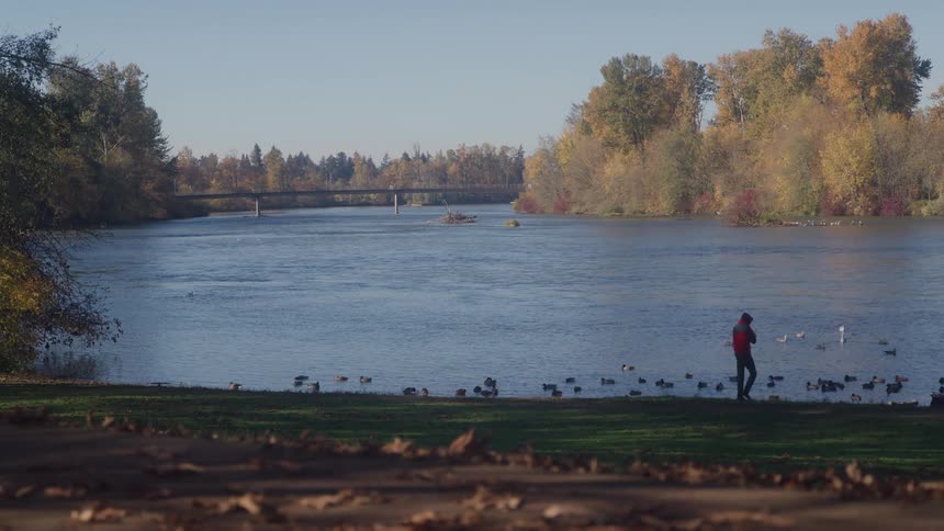 A person watches ducks and geese on a river by autumn trees and a bridge