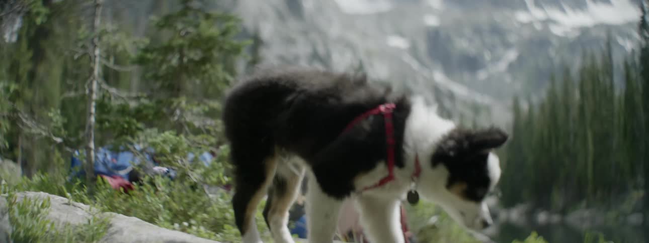 A person is walking their dog near a mountain