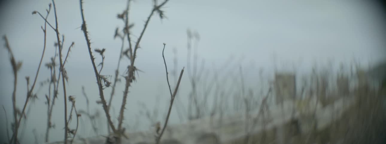 Close up of thorny twigs