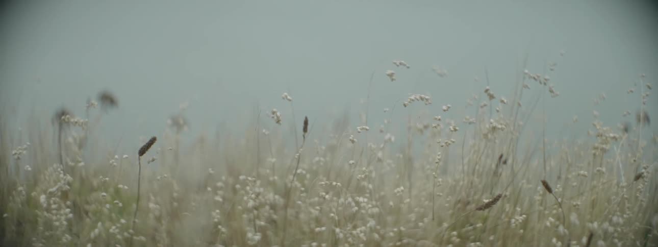 A close up view of some weeds or flowers in a field