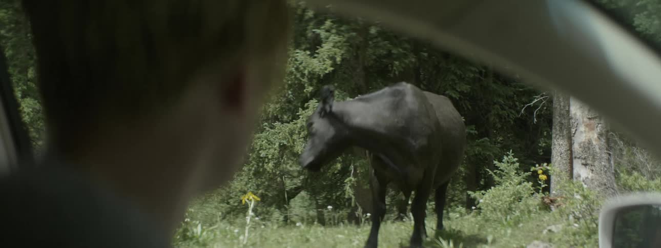 A person stops their car to watch a cow graze