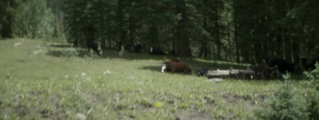 The field before this forest has cows laying down