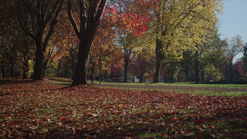 Many fall colored trees and fallen leaves on a lawn in a park setting
