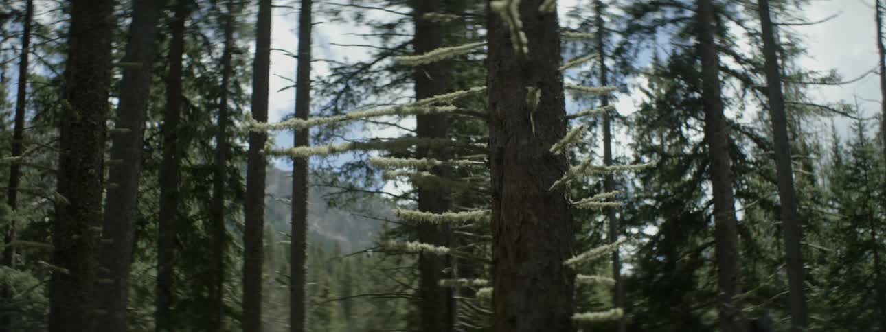 The trees fill the forest before the mountain