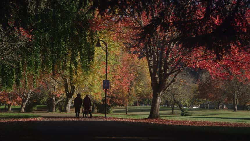 A group of people walk through a public park at midday while a woman pushes a childs stroller along a path lined with blooming trees whose leaves are turning brown in the fall