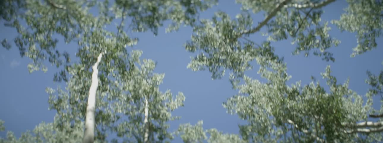 View looking up at trees on a sunny day