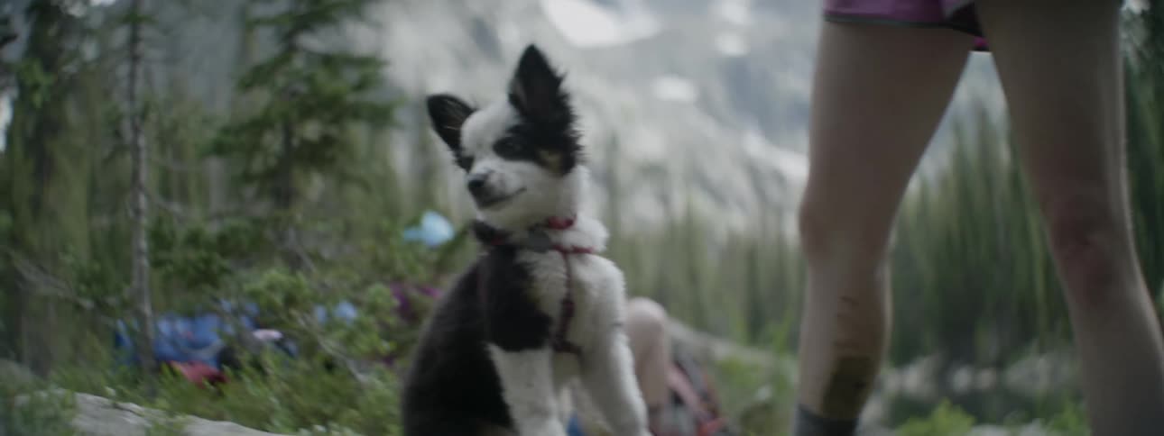 A dog stands near a person in the wilderness