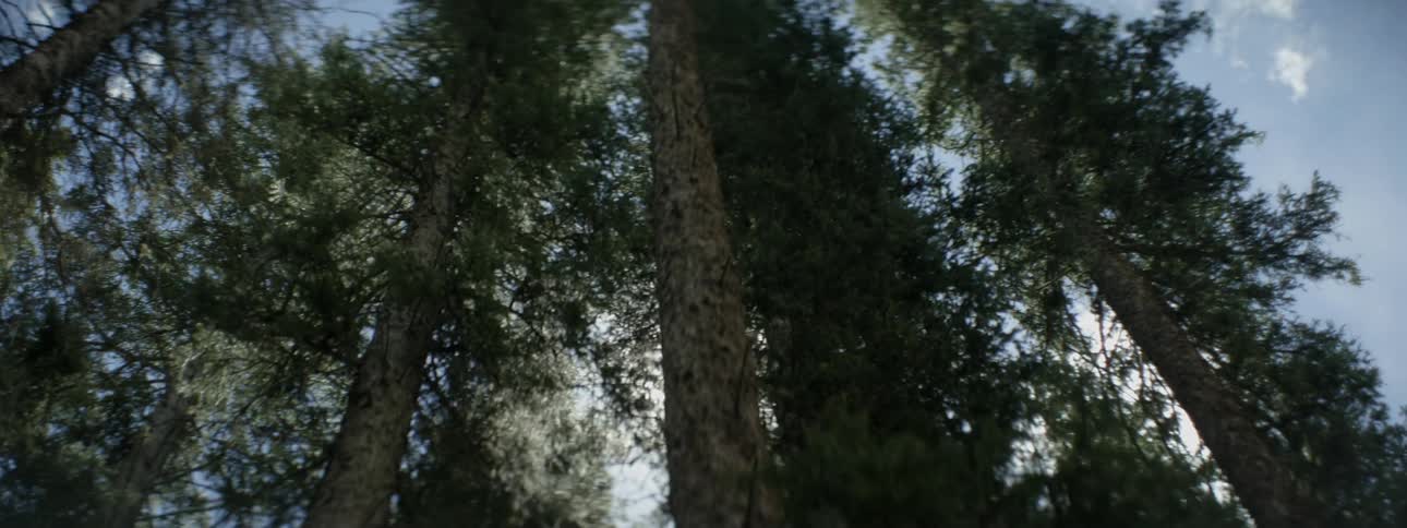The trees hide the sun above in this forest