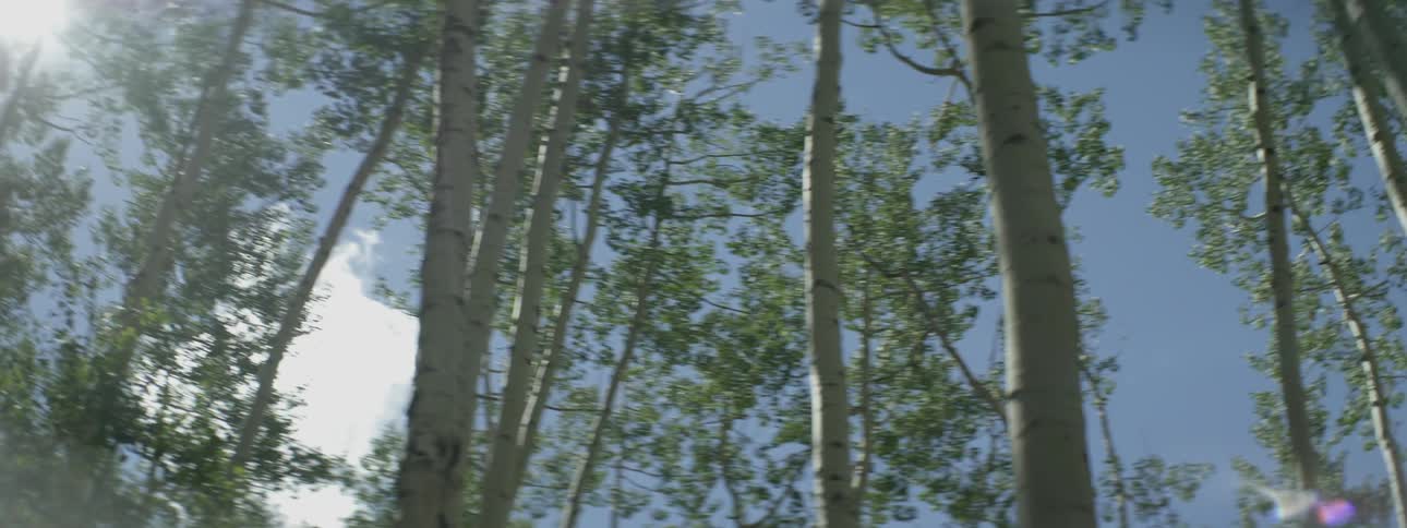 The sun shines bright through the tall aspen trees
