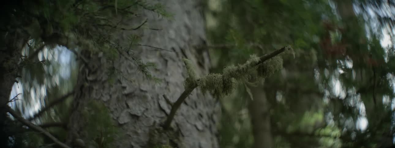Moss hangs from a tree branch