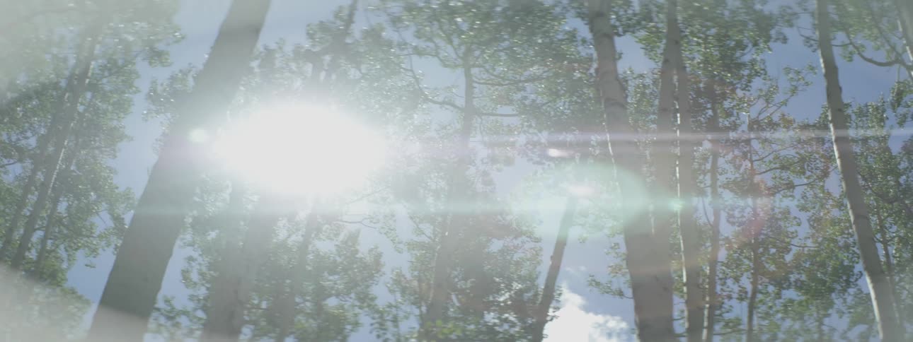 Sun shining through the trees