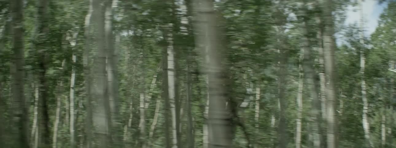 The forest is dense with many trees