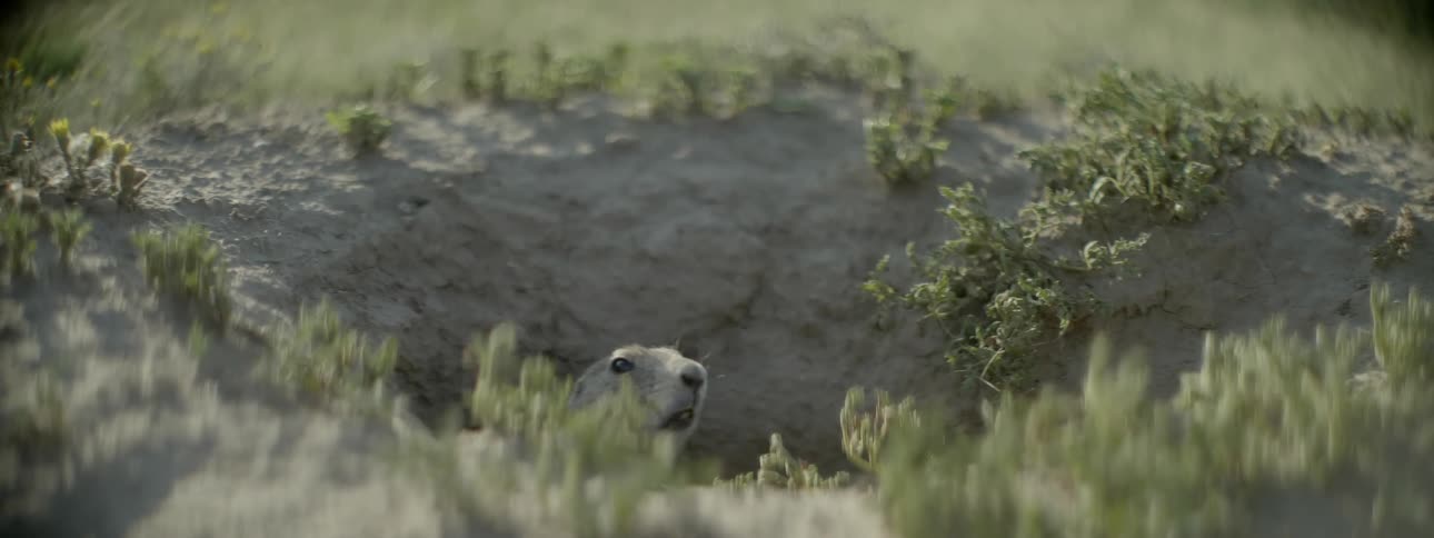 A gopher looking out of a hole making noises