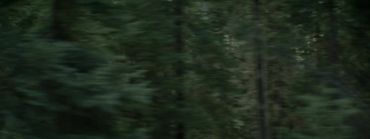 Trees are shown in a forest