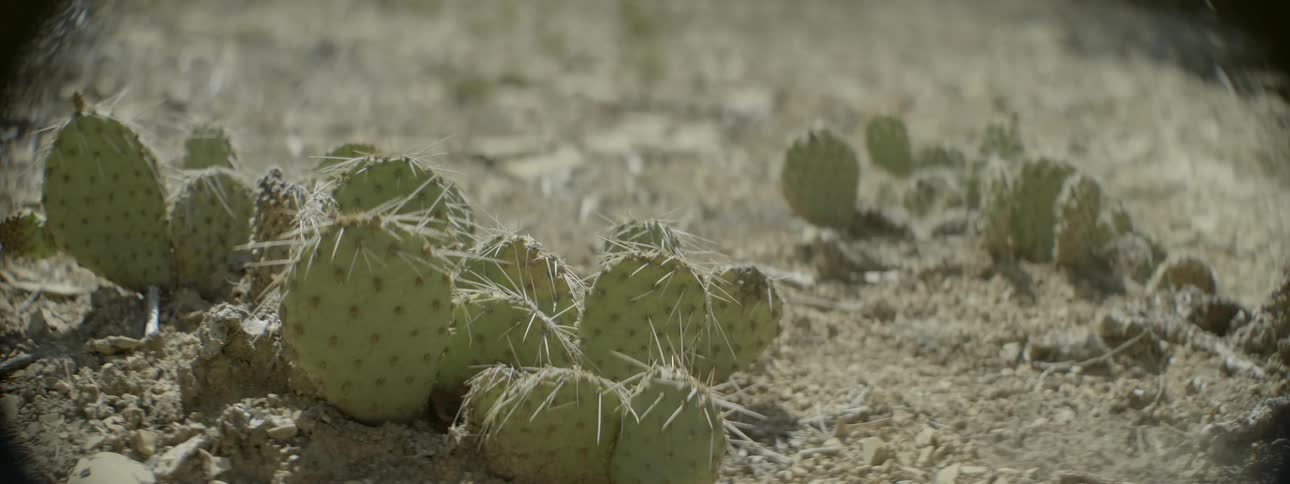 A hiker walks by small cacti on the ground