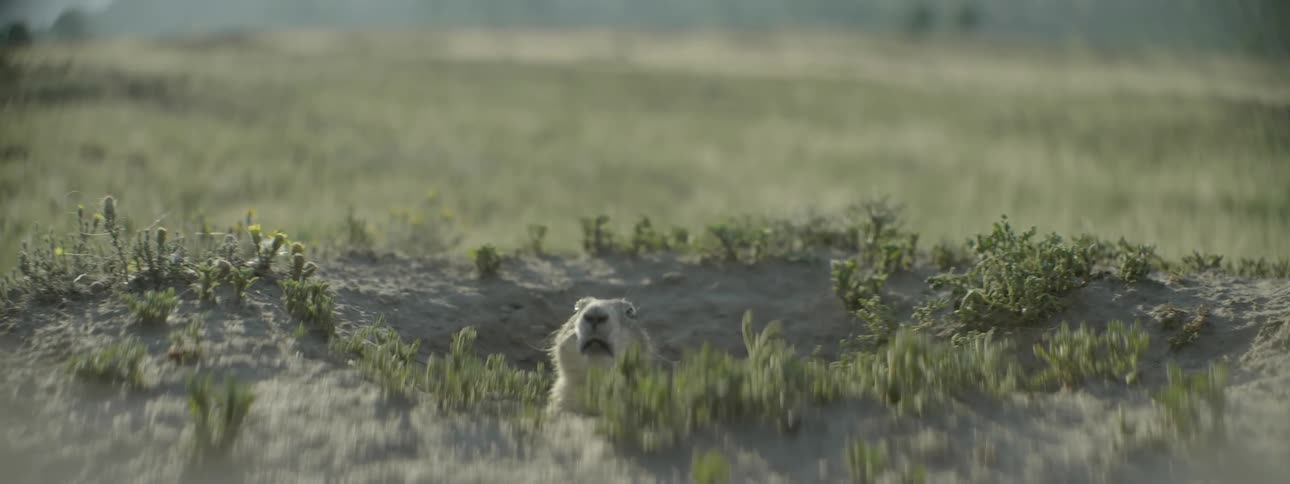 A gopher pops his head up from a hole