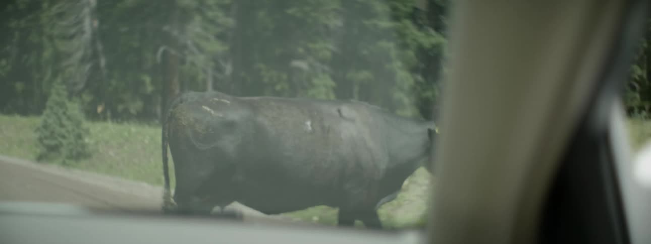 A person watching a cow walk around outside in a field