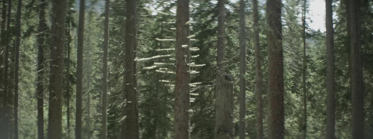 Tall green trees in dense forest