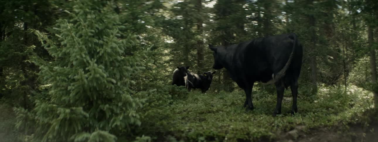 Cows stand in a forest