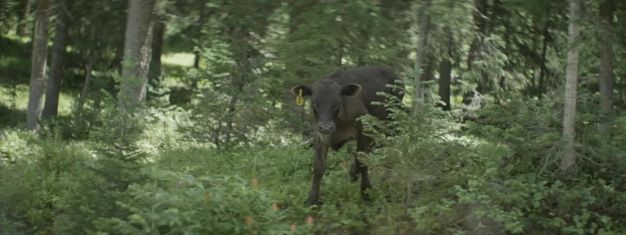 Calf with tag in it's ear walking in a forest