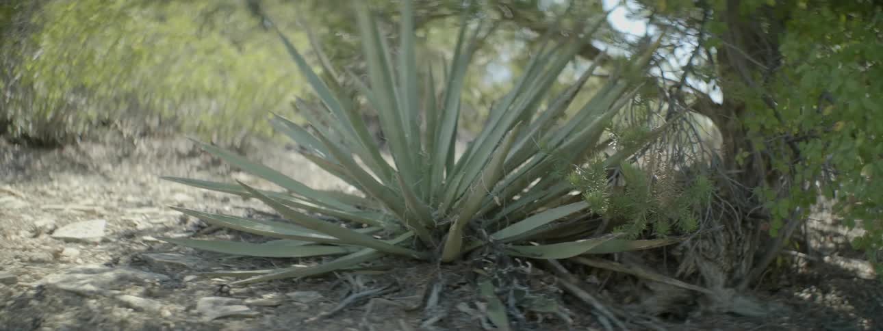 Close-up of a spiny plant in the wild