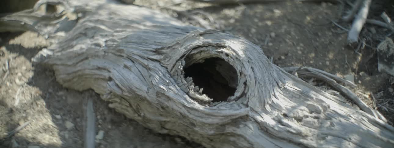A log has a hole in the middle