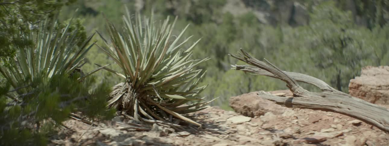 Prickly plants line this cliff