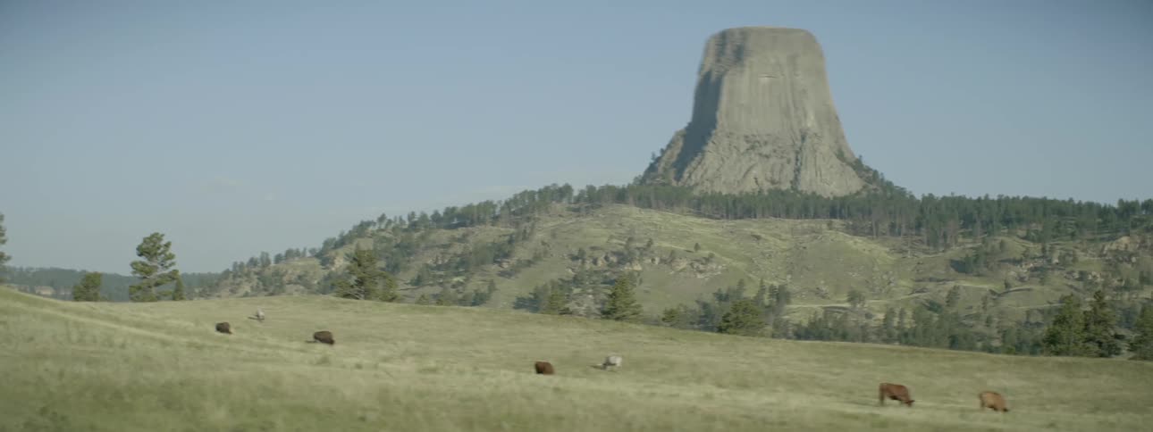Cows are grazing on the grass ahead