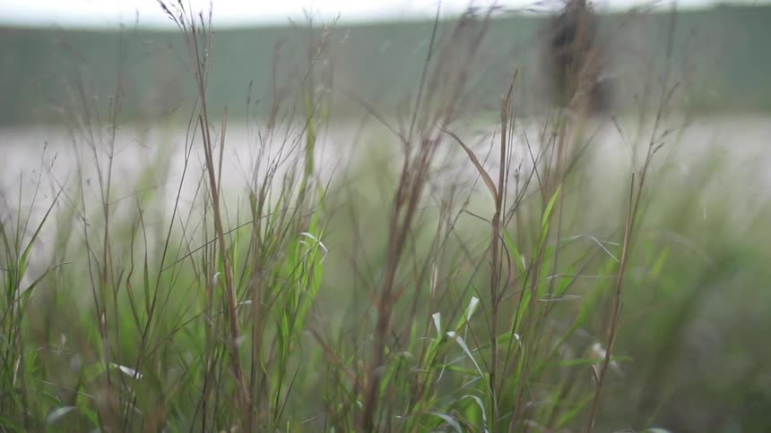 Tall grass blowing in the wind