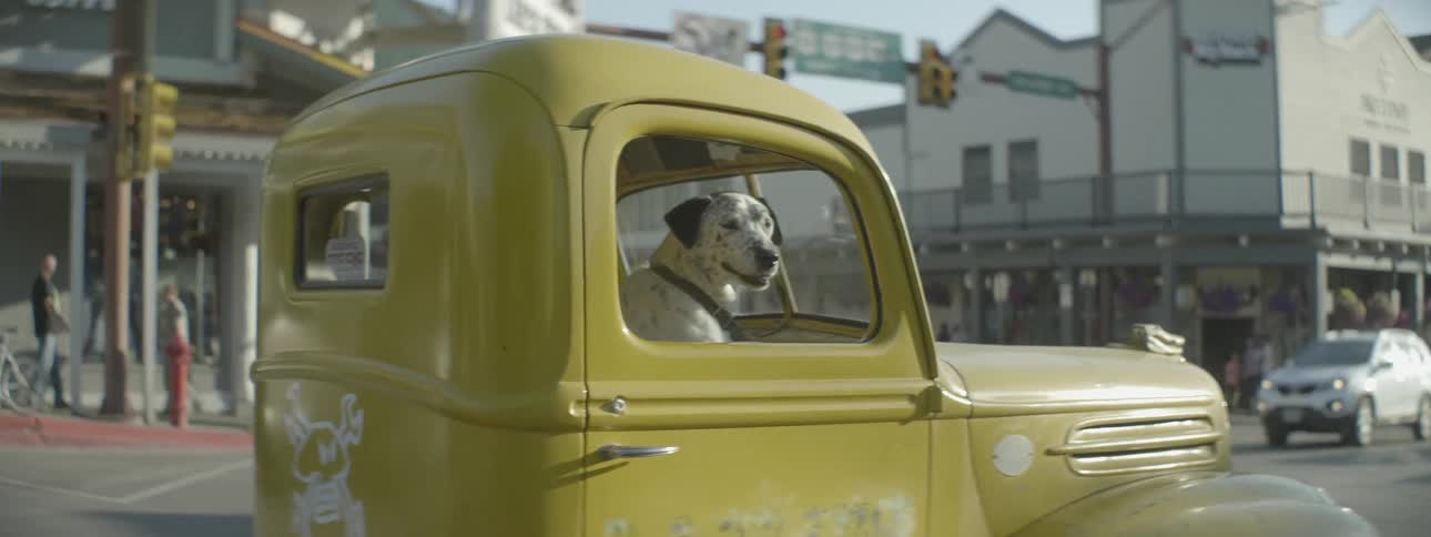 Dalmatian dog sits in a yellow truck as it drives away