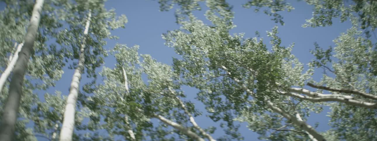 Tall trees with white bark on a clear day