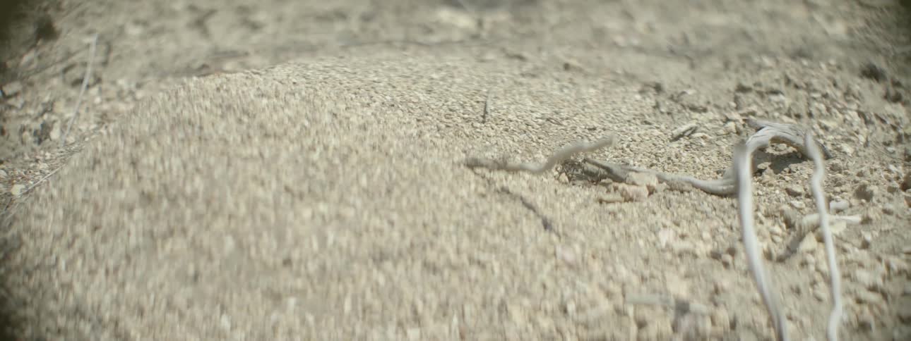 Ants emerge from an anthill