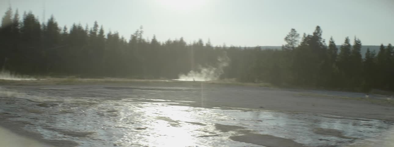 Hot springs steam in a forested area