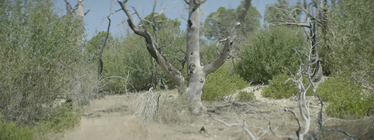 A single tree in this forest has no leaves