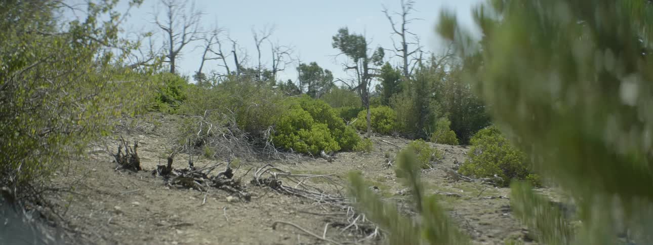The hill is covered with branches and bushes