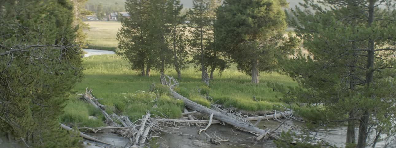 A pile of dead trees in the woods