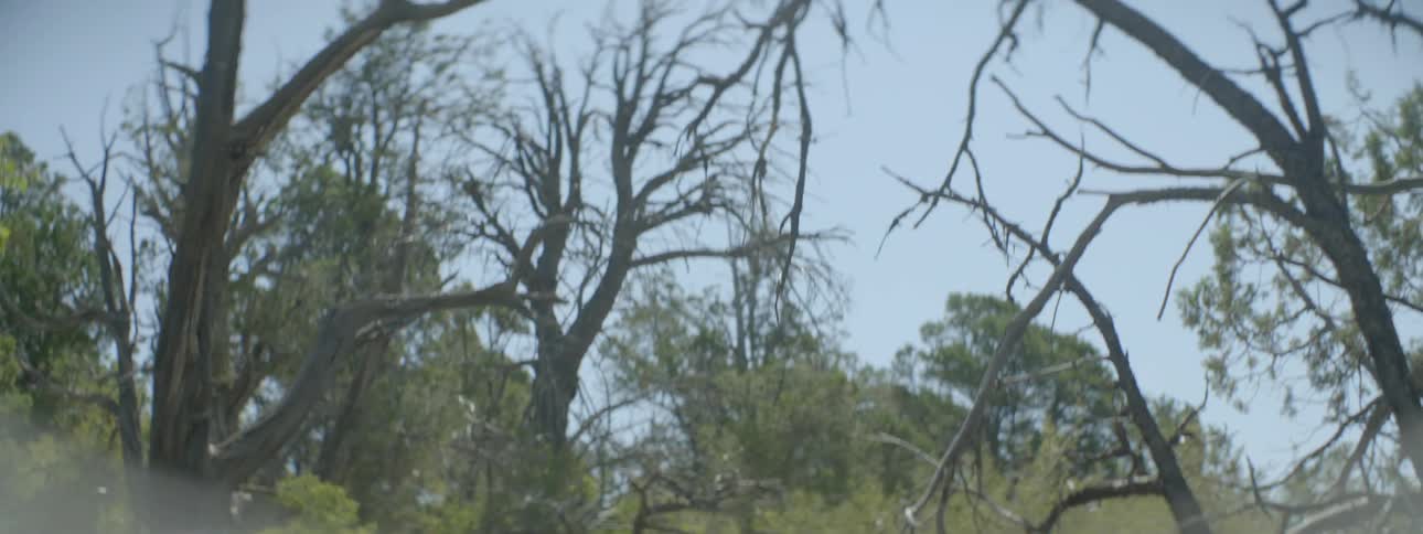 Fallen trees and bare trees in forest on sunny day