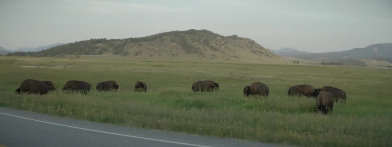 Animals are lined on the grass by this road